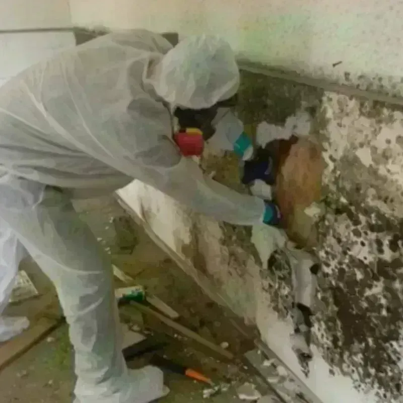 Mold Remediation and Removal in Trooper, PA